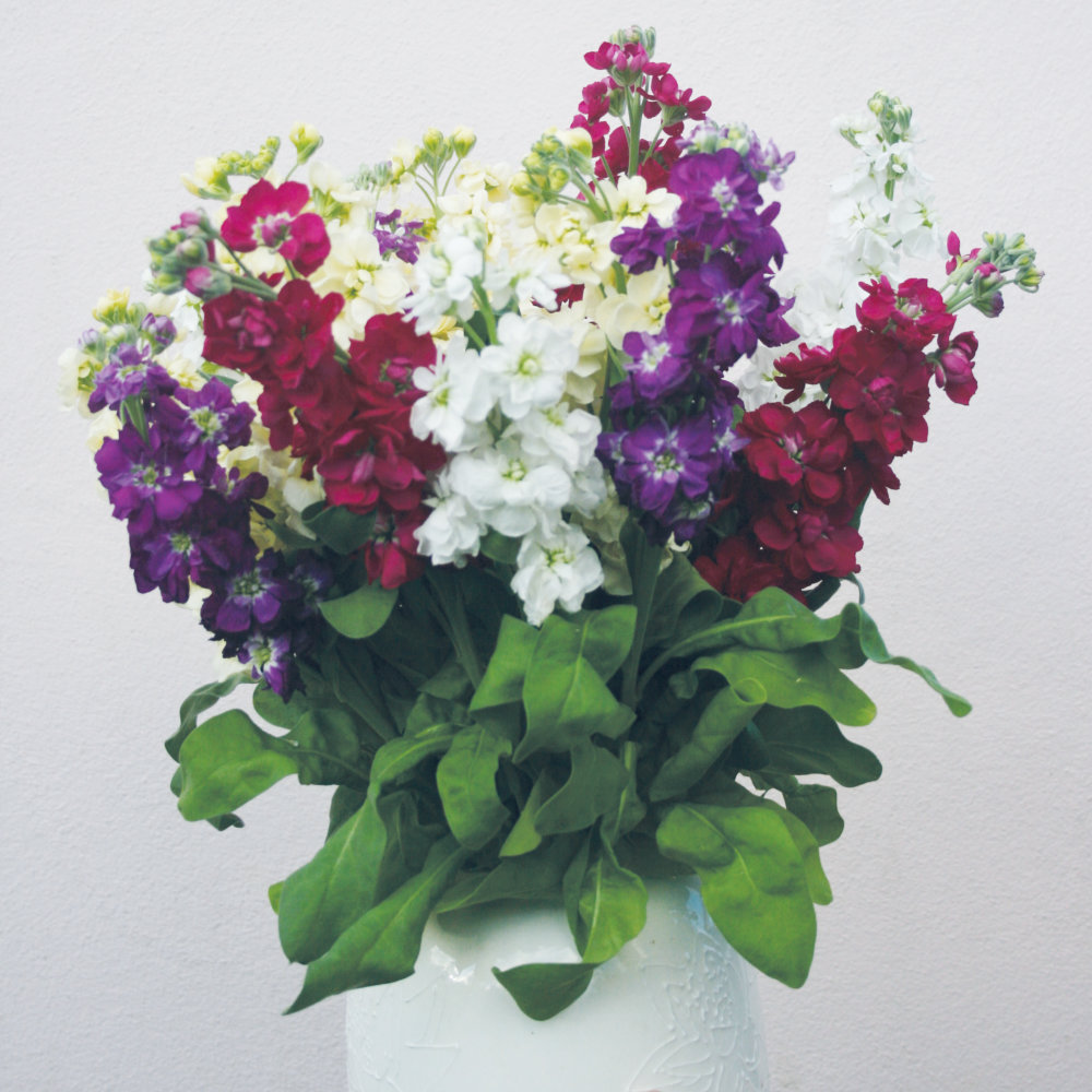 Stocks Seeds Miracle Mixed